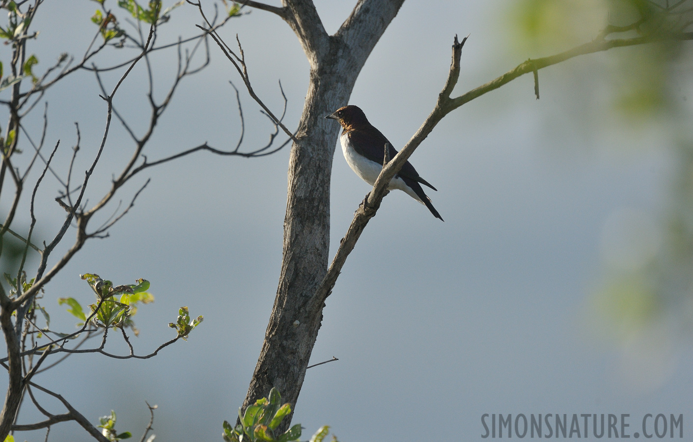 Cinnyricinclus leucogaster verreauxi [550 mm, 1/3200 Sek. bei f / 8.0, ISO 1600]